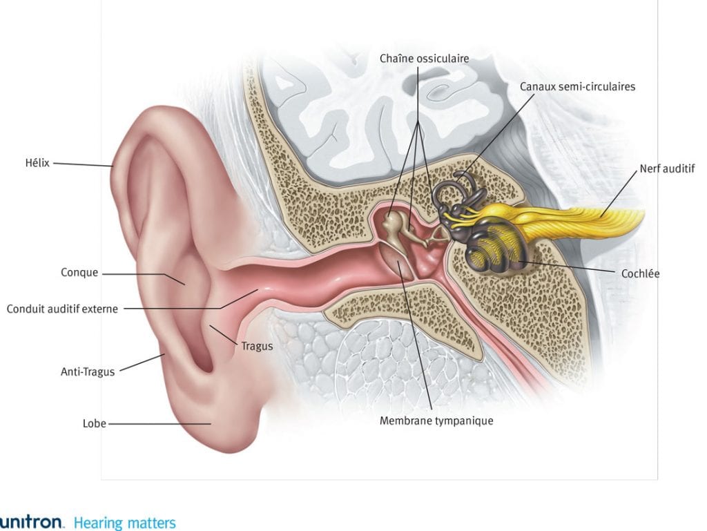Fonctionnement de l'oreille et l'audition | Entendre sans ...